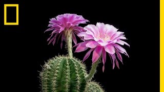 Time-Lapse: Beautiful Cacti Bloom Before Your Eyes