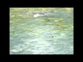 Salmon dry fly - Norway