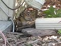 Silly Chipmunk Silly Chipmunk