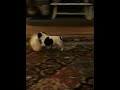 Truck our last frenchie!