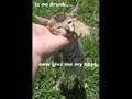 Funny Cats And Kittens (Feturing Lyrics For Suddenly I See)