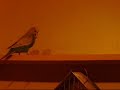 Buzzo And Shoes: 2 budgies NOT in love!