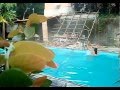 Pool Slacklining - FAIL