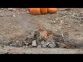 videos de Calico: Take 1: Christmas Tree & The Pumpkin