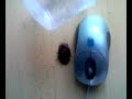Blaptica dubia... Blaptica dubia...