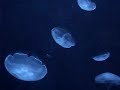 Atlantis Dubai Aquarium Blue Jellyfish Atlantis Dubai Aquarium Blue Jellyfish