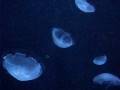 videos de Atlantis Dubai Aquarium Blue Jellyfish