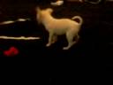 my puppy chacha my puppy chacha