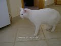 Nudli - Nyafi tal�lka