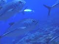 Kingman Reef pristine coral wilderness