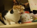 反抗する猫