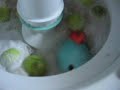 dolphin-bubbles.html