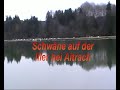 Schwäne auf der Iller bei Aitrach "Ortsteil Rank"