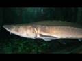 Aquatic creatures mourn too