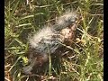 Ants eating bird in high speed Ants eating bird in high speed