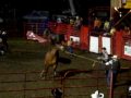 videos de RODÉO de ste-cathrine:  Le wil horse race  (3juillet)