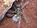 Well I noticed the 2 pieces of molt that are stuck on my MM T. blondi will probally have to be left on, if I remove them he will more than likely rupture!