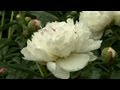 Peonies and Memories | At Home With P. Allen Smith