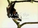 طيور كيوت زو