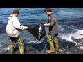 June 29 2011 Caplin in Outer Cove