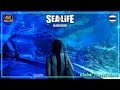 Aquarium Sea Life Bangkok Ocean World