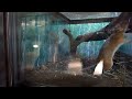 20091021 まわるラット