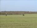 lola_di_altobello_tracking_subotica.wmv