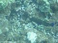 Maui Snorkel Kahekili 5470 Maui Snorkel Kahekili 5470