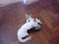 Kittens Playing Kittens Playing
