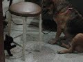 Minerva/D'artagnan, Laika Maria and Laika