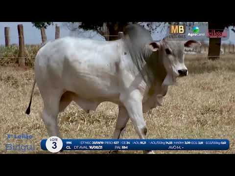 2 DE OLHO NA FAZENDA NELORE BIRIGUI