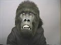 Animatronic gorilla mask Animatronic gorilla mask