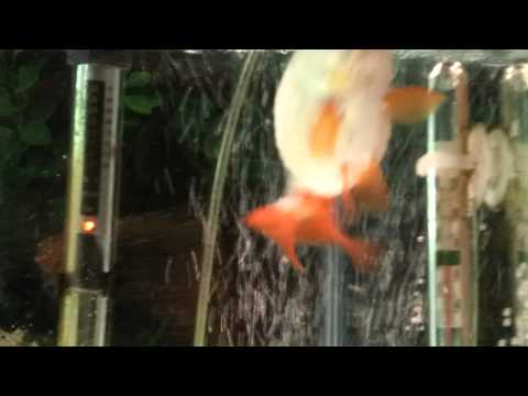 how to cure dropsy in koi fish