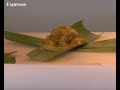 Choco - t�mido e camale�nico