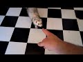 "Puppy" the Ferret Shot Dead
