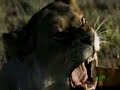 Lion%20Vs%20Tiger%3A%20Smarter%20Fighter