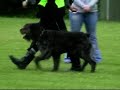 Bouvier des Flandres Bill ,Dutch  Championships IPO III for Bouviers 2007