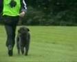 Bouvier-des-Flandres