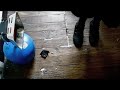Papirofobia del Fatidico Escarabajo Papirofobia del Fatidico Escarabajo