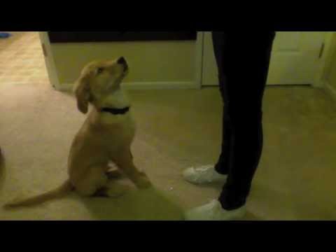 how to train golden retriever puppies