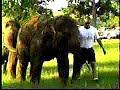 Boycott the circus
