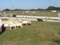Border Collie Herding Sheep
