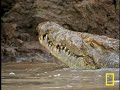 Croc vs. Wildebeest & Gazelle Croc vs. Wildebeest & Gazelle