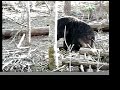Learn about what Appalachian Bear Rescue does to help bears in the Smoky Mountains.