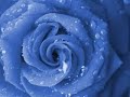 Rose blu dipinte a mano su porcellana- CINZIA DEFENDI-Lavandino e oggettistica- Hand painted bathroom sinks. (M. Zarrillo)