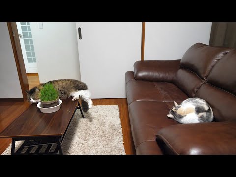 動画