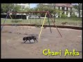 PITBULL TRAINING