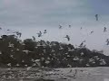 walking towards a flock of seagulls and Canadian Geese as they take flight