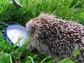 Hog & Egg