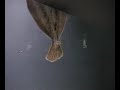 Aquarium vs. Gills and Tails Aquarium vs. Gills and Tails